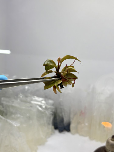 Philodendron Black Cardinal no.2(1).jpg