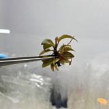 Philodendron Black Cardinal no.2(1)