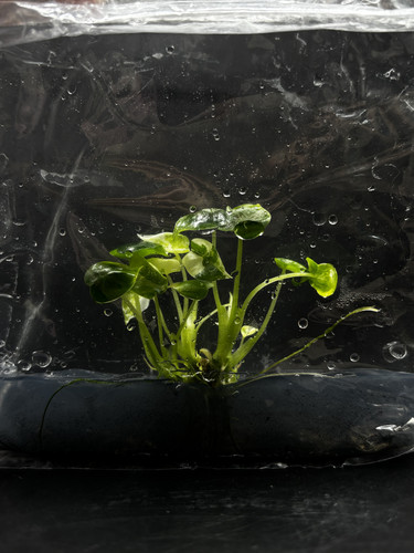 Alocasia frydek(5).jpg