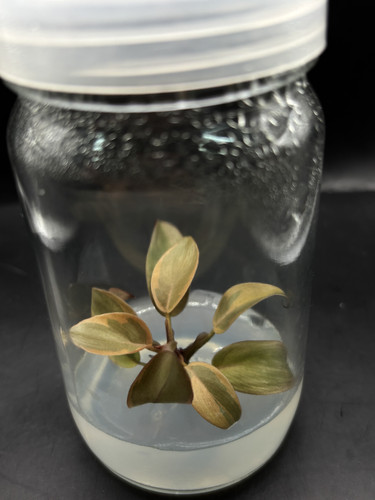 Philodendron Black Cardinal no.2(3) copy 0.jpg