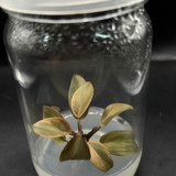 Philodendron Black Cardinal no.2(3) copy 0