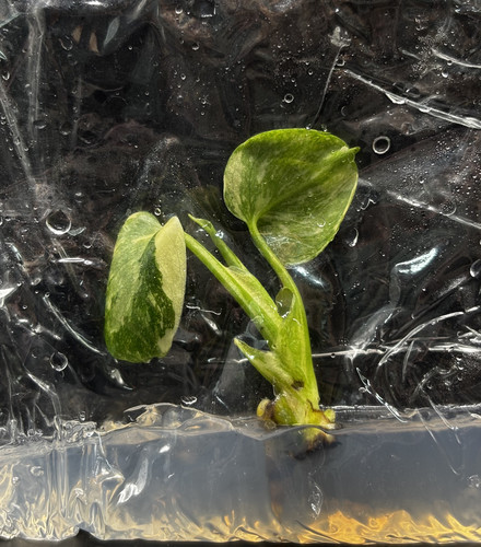 Monstera Thai constellation(1).jpg