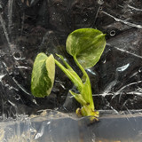 Monstera Thai constellation(1)