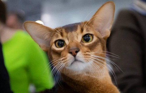 G dvRqAWYAE7fNu?format=jpg.jpg