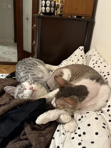 G ezT1QXEAAFQa5?format=jpg.jpg