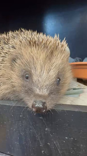 ba qSUX09AzinKie.jpg