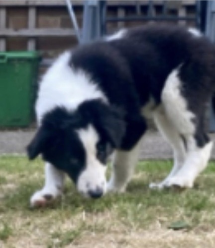 G aSmEaWoAAtX3y?format=jpg.jpg