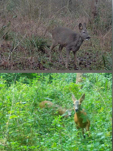 G cqiLcXEAAtZQr?format=jpg.jpg