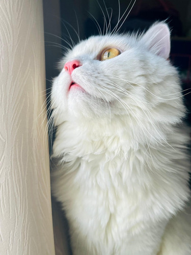 cat 1768155429 7520381.jpg