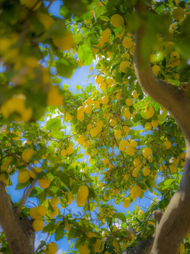 𝓁ℯ𝓂ℴ𝓃 𝒿ℯ𝓁𝓁𝓎 𝓈ℯ𝒶 🍋 1 overwater 来自小红书网页版.jpg