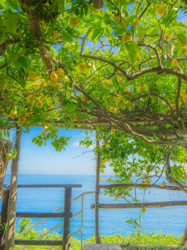 𝓁ℯ𝓂ℴ𝓃 𝒿ℯ𝓁𝓁𝓎 𝓈ℯ𝒶 🍋 5 overwater 来自小红书网页版.jpg