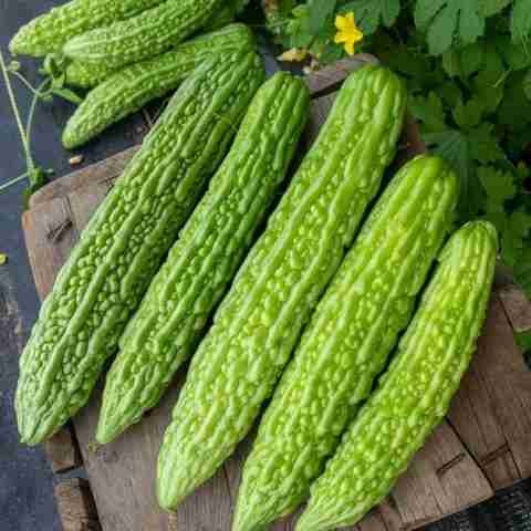 24 1hbrid bitter gourd seeds bds.jpg