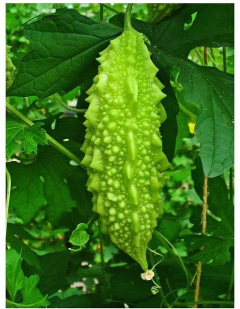 70 bitter gourd karela f1 hybrid.jpg