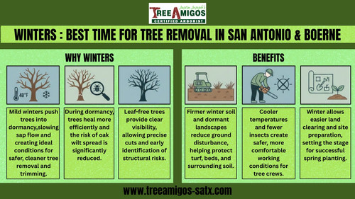 WINTERS : BEST TIME FOR TREE REMOVAL IN SAN ANTONIO & BOERNE.jpg