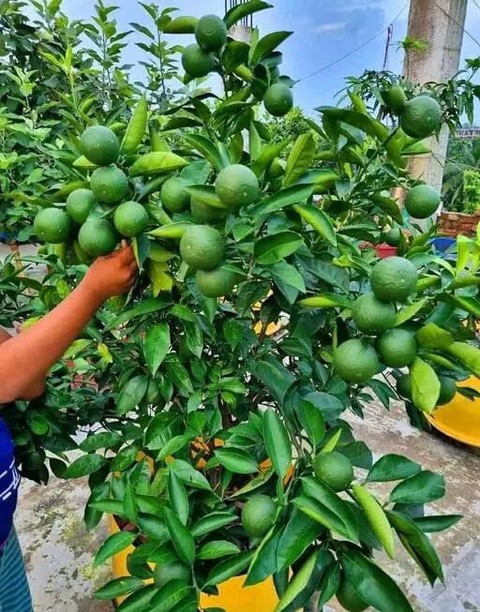34 mosambi citrus limetta indian.jpg