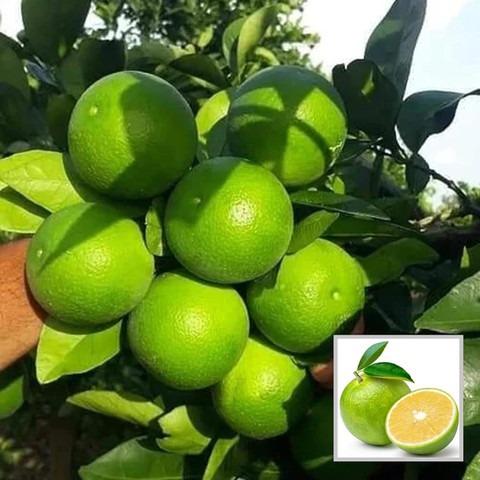 7 mosambi mosmi plant seeds m157.jpg