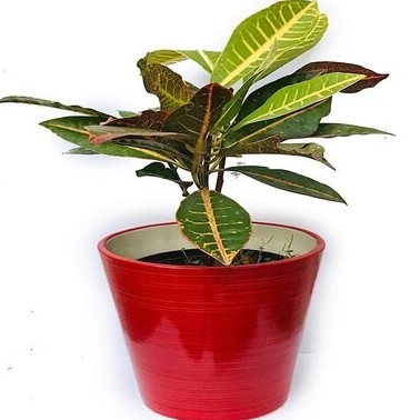 kapebonavista codiaeum variegatu.jpg