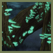 bio luminescent thumbn.png