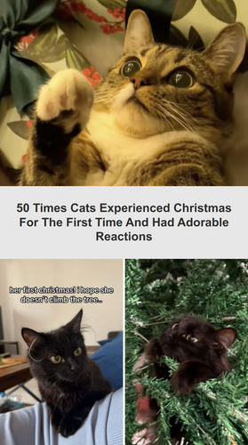 ig tt comments 6ca85895 a8f4 40ac 9ce6 63a5515cf194.png