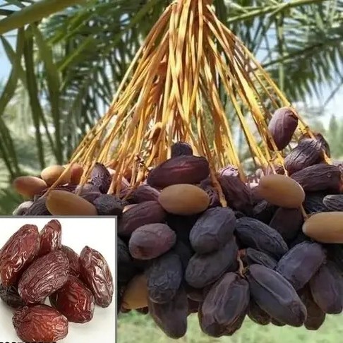 omqzi 512.jpg
