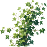element EF (41)