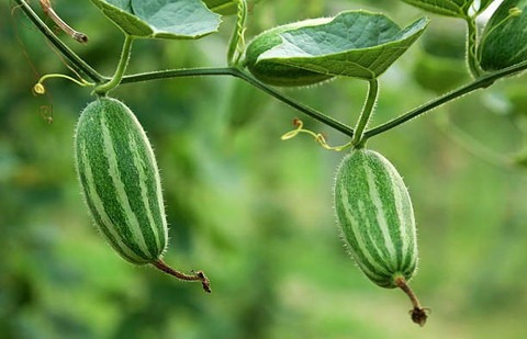 10 pointed gourd parwal potol ka.jpg