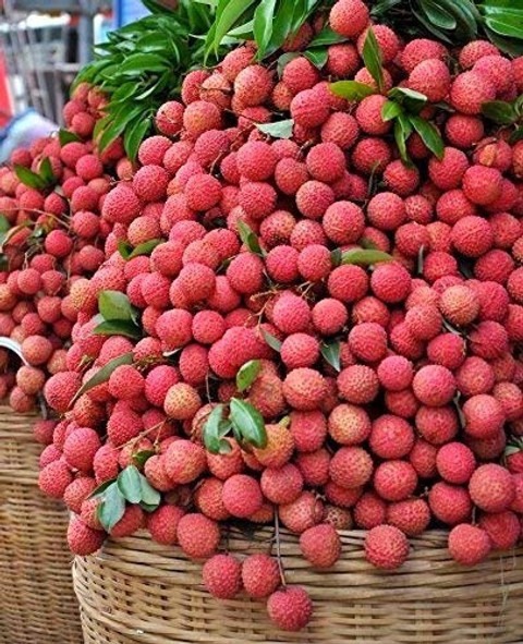 perennial no yes hybrid shahi ai.jpg