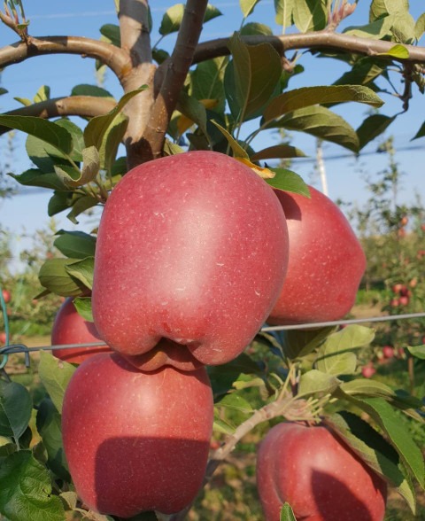 annual yes yes harman apple 0010.jpg