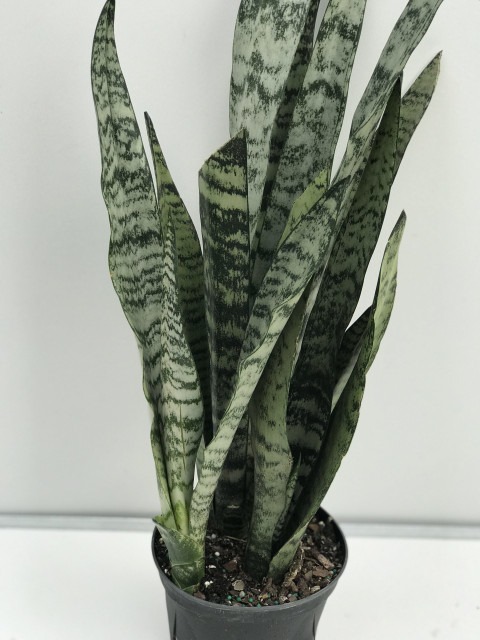 snake plant 1 sumang green land.jpg