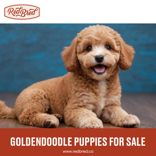Goldendoodle Puppies for Sale.jpg