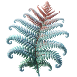 element EF (19)