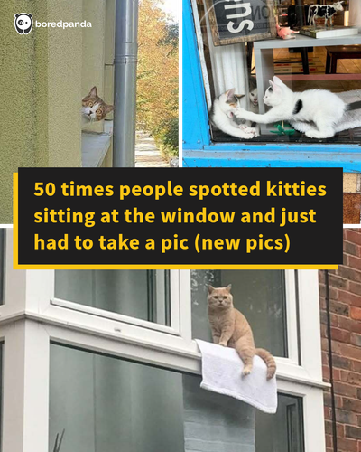 window cats.png