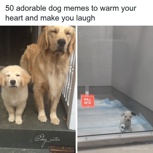 funny dog memes.png