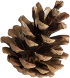 xmas (12).png