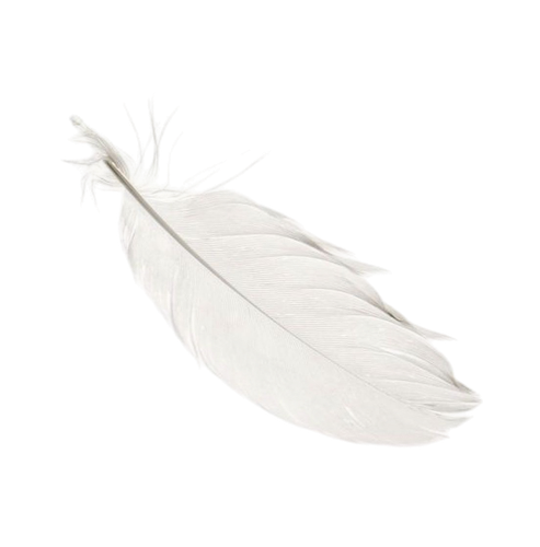 IMG 2006.png