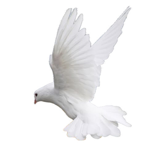 IMG 2005.png