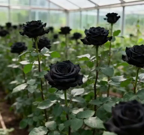 RjamOI4Id4vdf45 .jpg