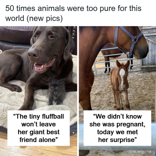 cute animal pics 720.2