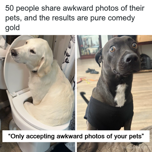 awkward pets pics 720.2