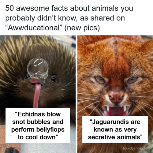 animals facts 720.2