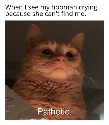 28e1ae0d 6ad9 459b 897b e850352646dd.jpg