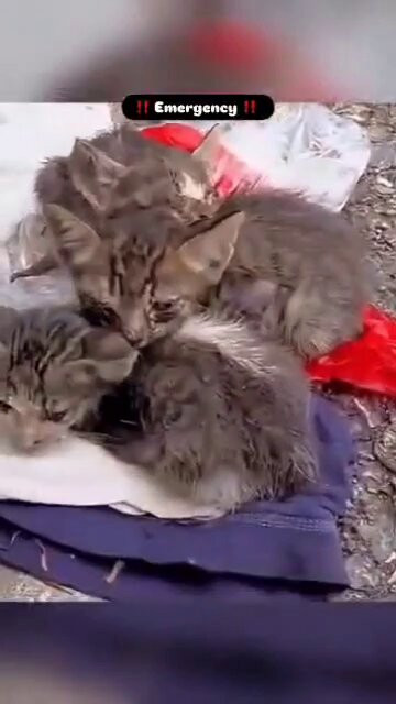 ctYHqsFvCG9g MRE.jpg