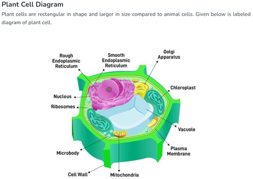 PLANT CELL.png