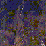 1000029213.gif