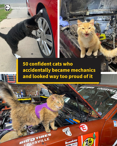 cat mechanics work cars automobiles sharing.jpg