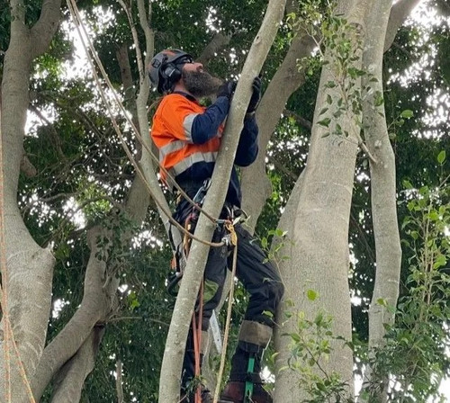 treelopperbrisbane 1200h.jpg