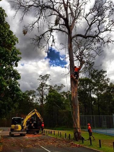 Tree+Lopping+Services+Sydney+NSW 2419h (1).jpg