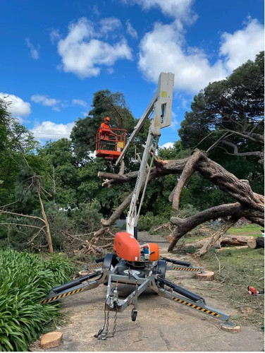 tree+emergency+services 1920w.jpg