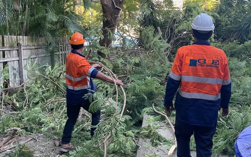 tree cutting service sydney 1200h.jpg