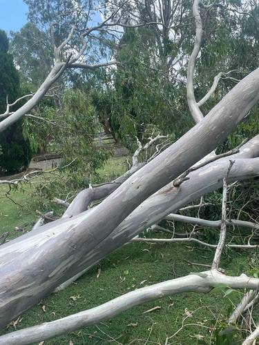 emergency+tree+services+in+Sydney 1920w.jpg